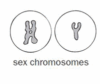sex chromosomes pictures Ona zee pornstar tube